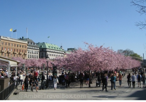 Stockholm. Blossom Trees at the Kunstradgarden